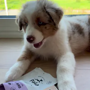 Hovedbilde Pala godbiter av lam